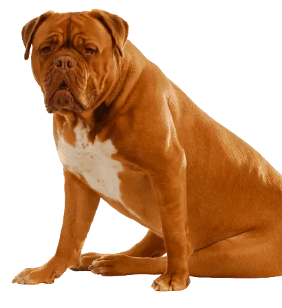 Dogue de Bordeaux (3)