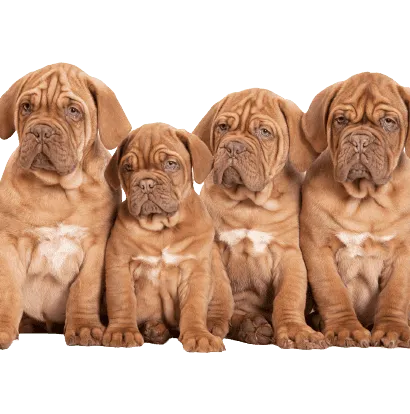 Dogue de Bordeaux (1)