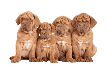 Dogue de Bordeaux (1)