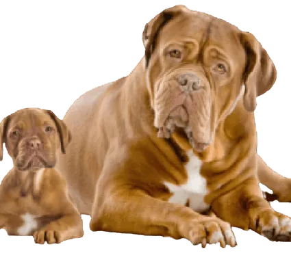 Dogue de Bordeaux