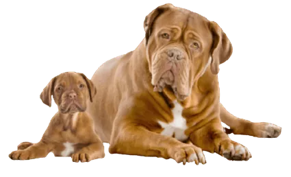 Dogue de Bordeaux
