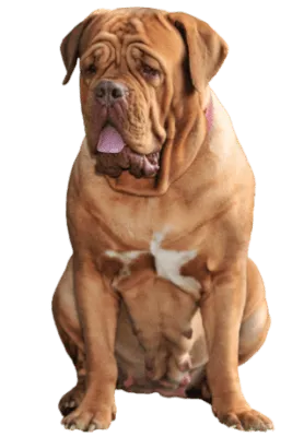 Dogue de Bordeaux (5)