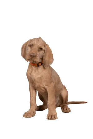 Drahthaariger Ungarischer Vorstehhund (6)