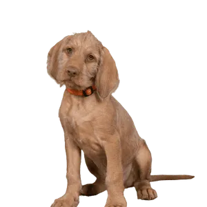 Drahthaariger Ungarischer Vorstehhund (6)