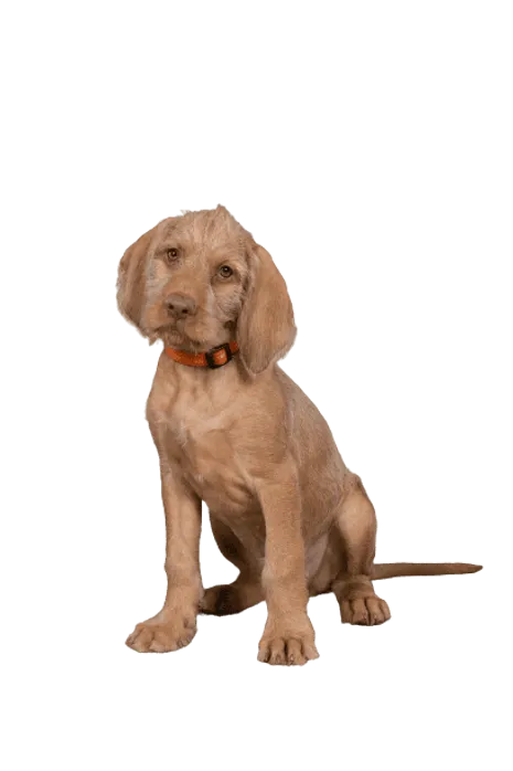 Drahthaariger Ungarischer Vorstehhund (6)