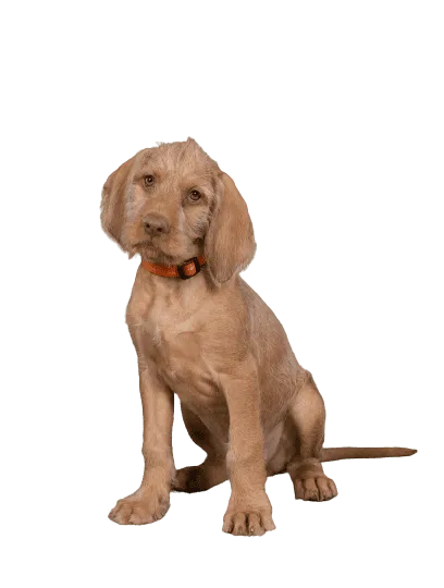 Drahthaariger Ungarischer Vorstehhund (6)