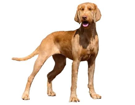 Drahthaariger Ungarischer Vorstehhund (2)