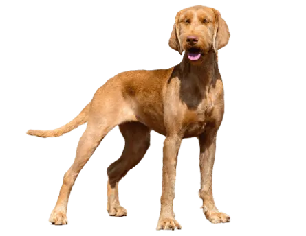 Drahthaariger Ungarischer Vorstehhund (2)