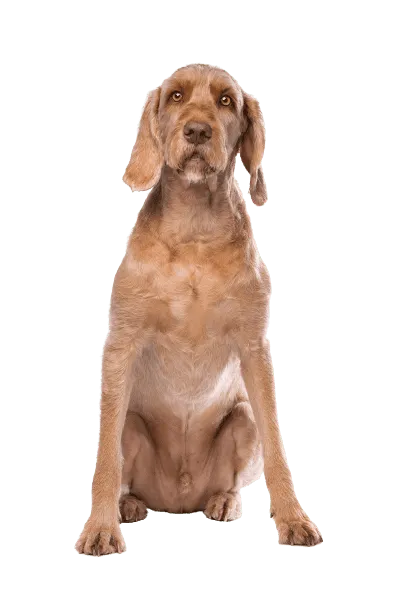 Drahthaariger Ungarischer Vorstehhund (4)
