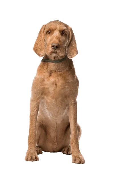 Drahthaariger Ungarischer Vorstehhund (3)