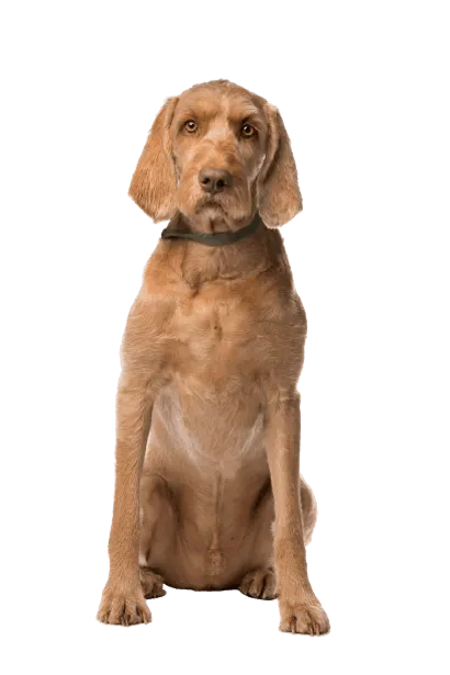 Drahthaariger Ungarischer Vorstehhund (3)