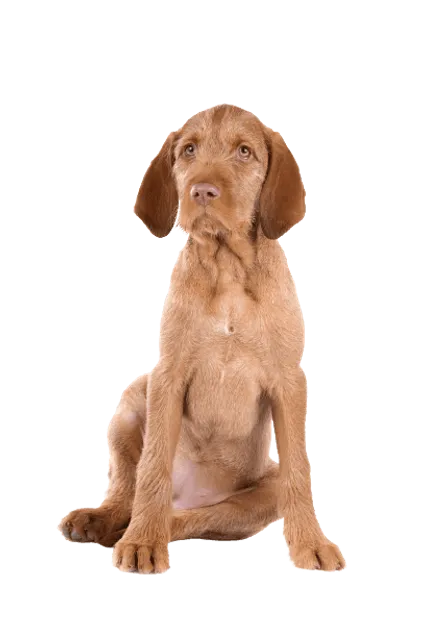 Drahthaariger Ungarischer Vorstehhund (5)