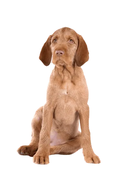 Drahthaariger Ungarischer Vorstehhund (5)