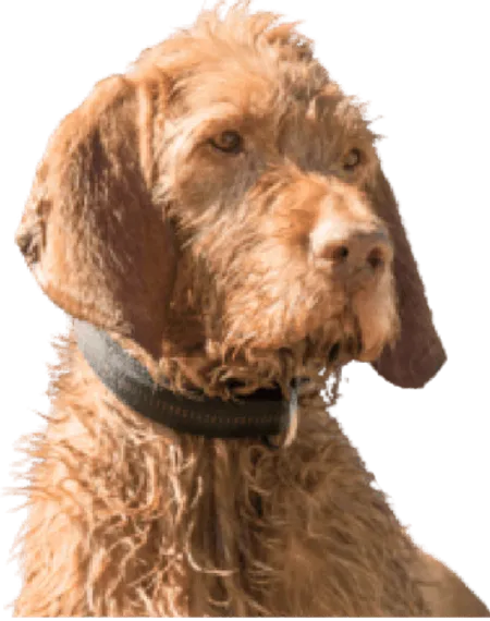 Drahthaariger Ungarischer Vorstehhund