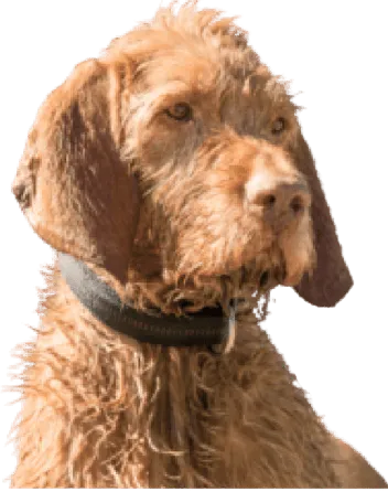Drahthaariger Ungarischer Vorstehhund
