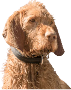 Drahthaariger Ungarischer Vorstehhund