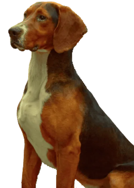 Dreifarbiger Serbischer Laufhund