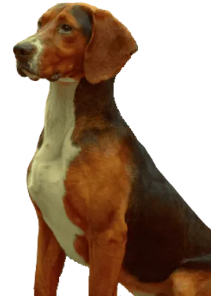 Dreifarbiger Serbischer Laufhund