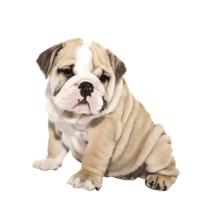 Englische Bulldogge - Wurfmeldungen