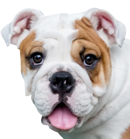 Englische Bulldogge Profile