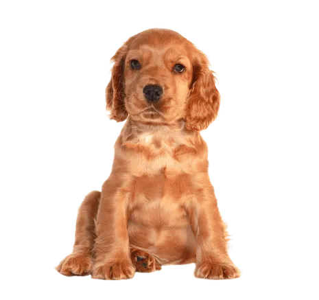 English Cocker Spaniel (4)
