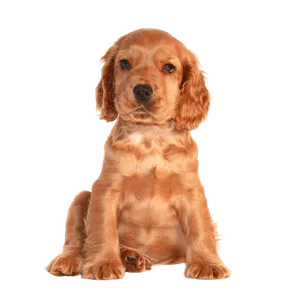 English Cocker Spaniel (4)