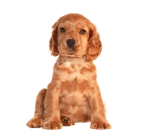 English Cocker Spaniel (4)