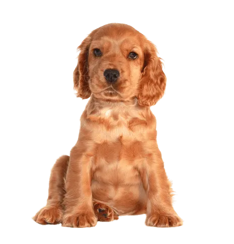 English Cocker Spaniel (4)