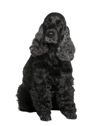 English Cocker Spaniel (2)