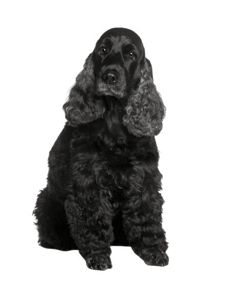 English Cocker Spaniel (2)