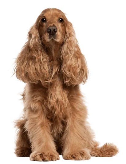 English Cocker Spaniel (1)