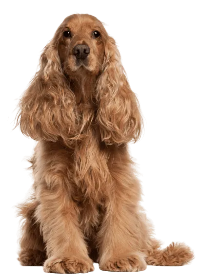 English Cocker Spaniel (1)