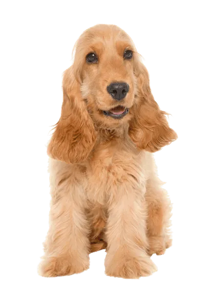 English Cocker Spaniel (3)