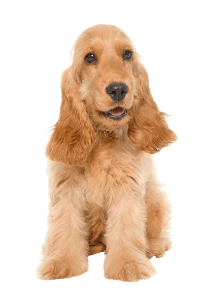 English Cocker Spaniel (3)