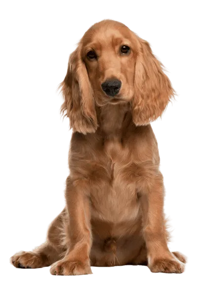 English Cocker Spaniel