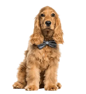 English Cocker Spaniel
