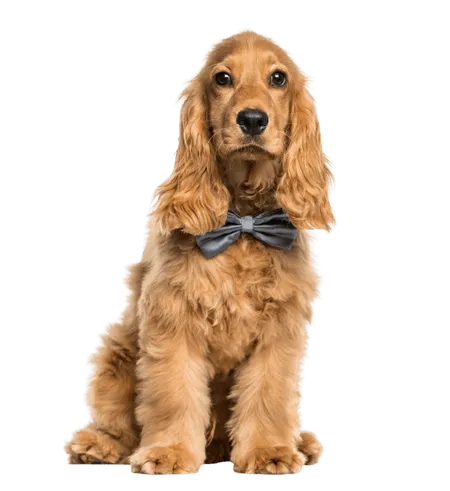 English Cocker Spaniel