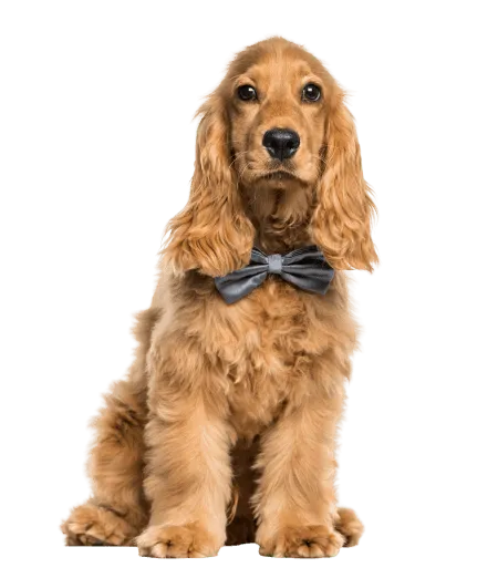 English Cocker Spaniel