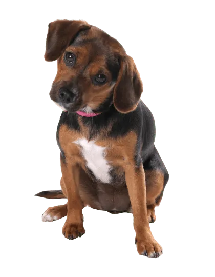 English Foxhound puppy