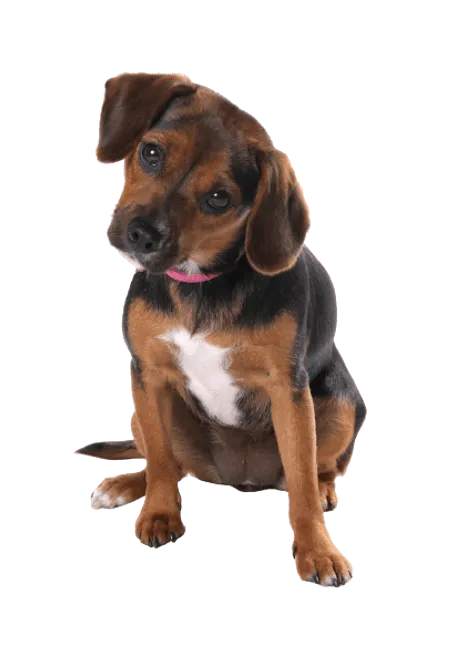 English Foxhound puppy