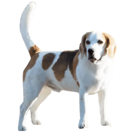 English Foxhound adult