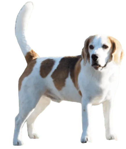 English Foxhound adult