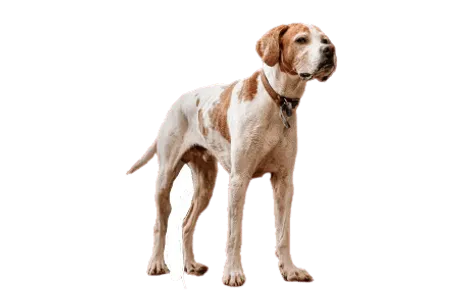 English Pointer (3)
