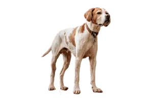 English Pointer (3)