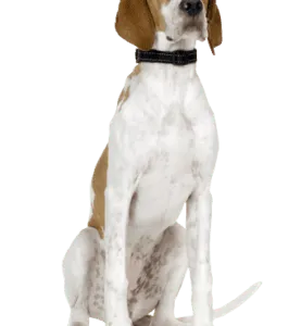 English Pointer (1)