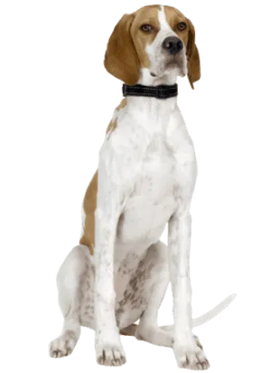 English Pointer in charakteristischer Vorstehposition