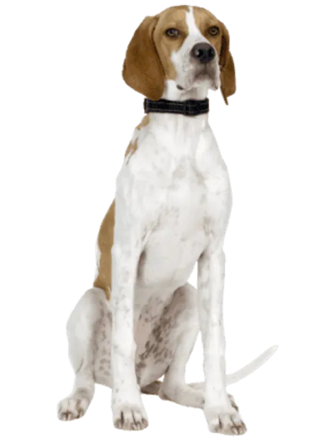 English Pointer (1)
