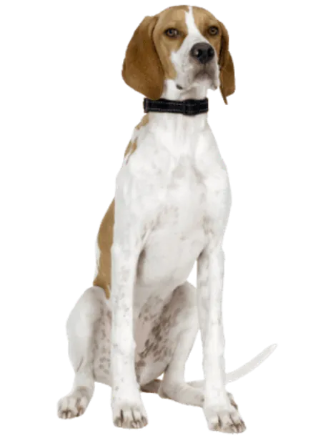 English Pointer (1)