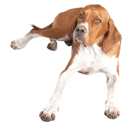 English Pointer (2)