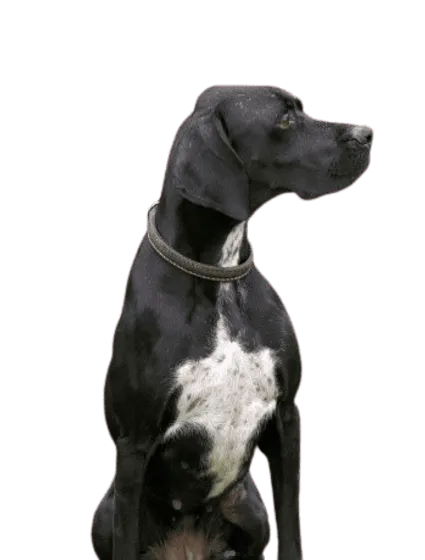 English Pointer (6)
